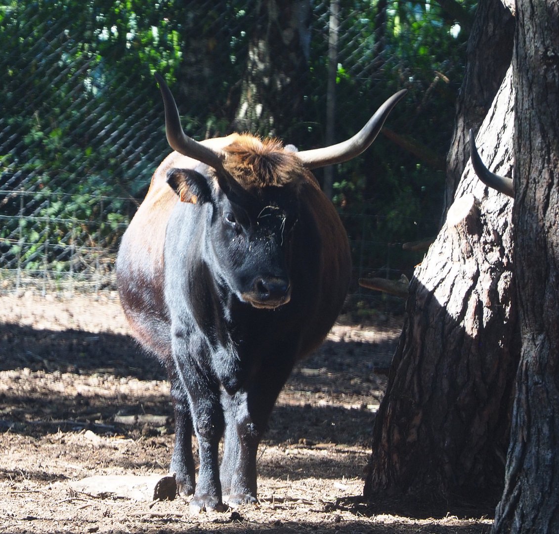 Heck cattle (Bos taurus taurus), 2019-09-15