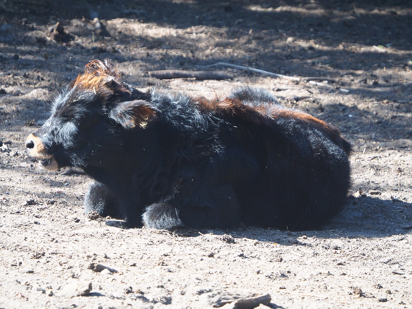 Heck cattle calf (Bos taurus taurus), 2019-09-15