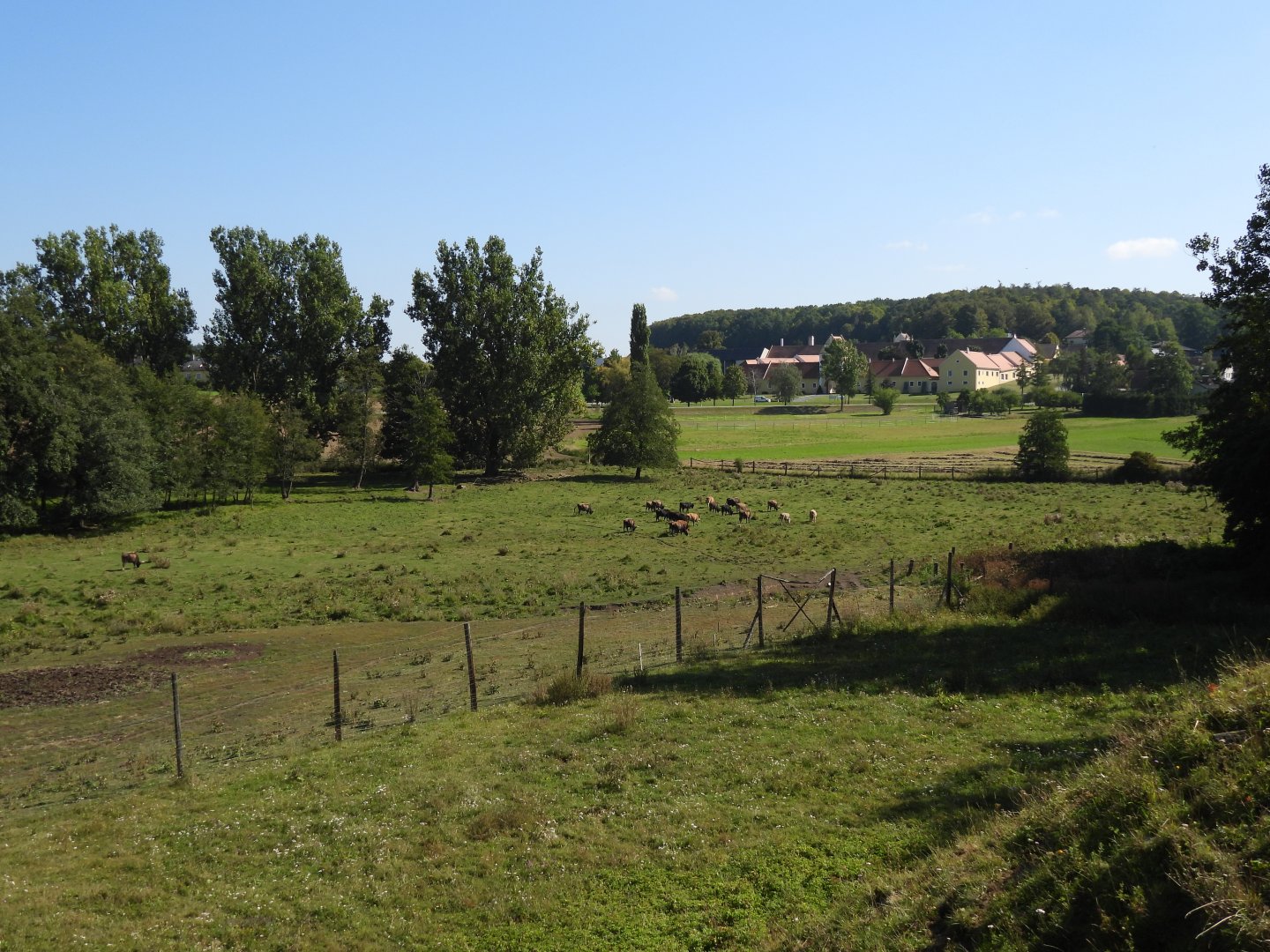 Heck cattle exhibit - Naturpark Geras