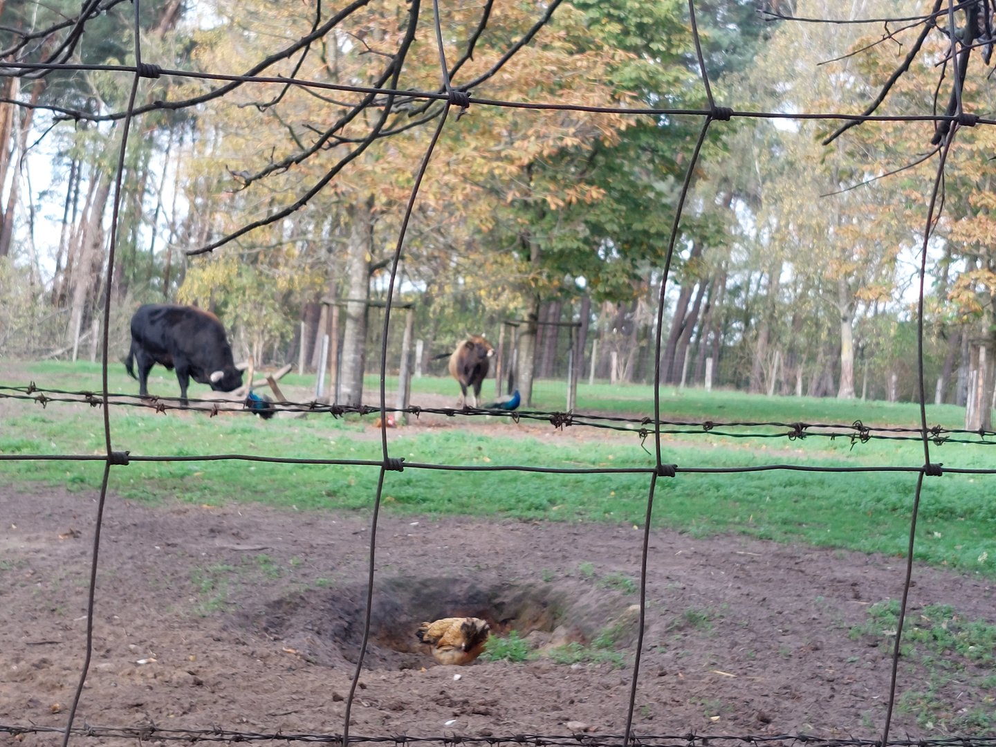 Heck cattle + free roaming birds