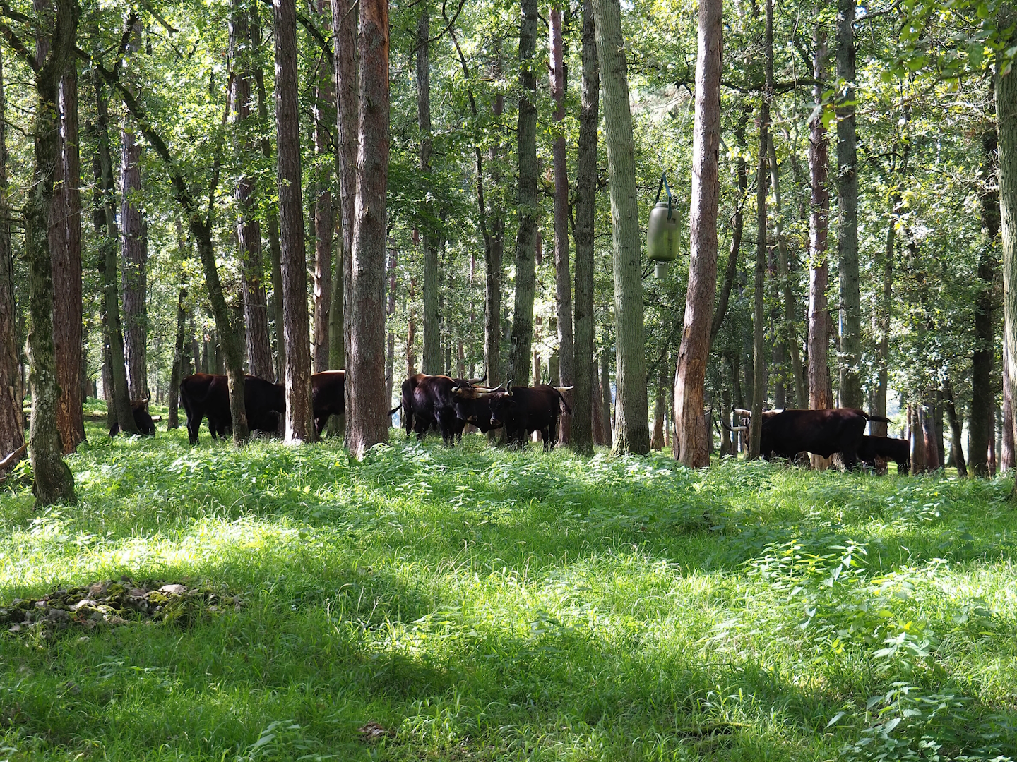 Heck cattle in the forest, 2023-09-26