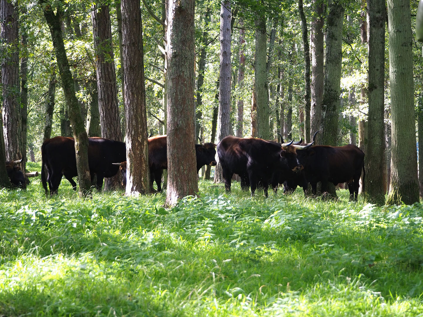 Heck cattle in the forest, 2023-09-26