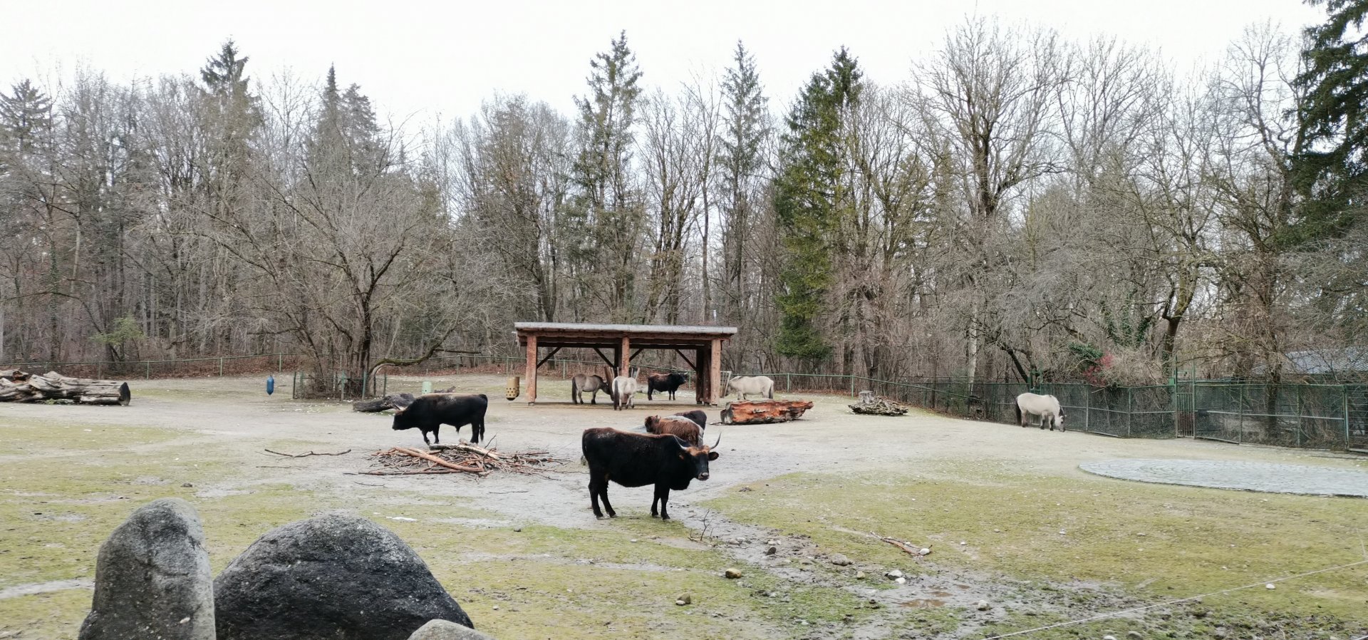 Heck Cattle / Tarpan