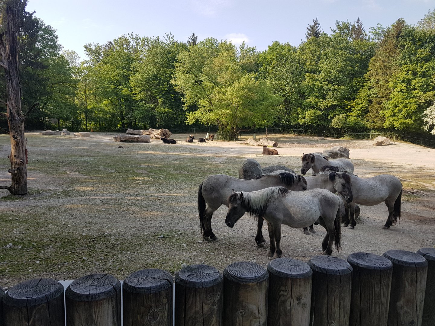 Heck horse and Auroch Exhibit