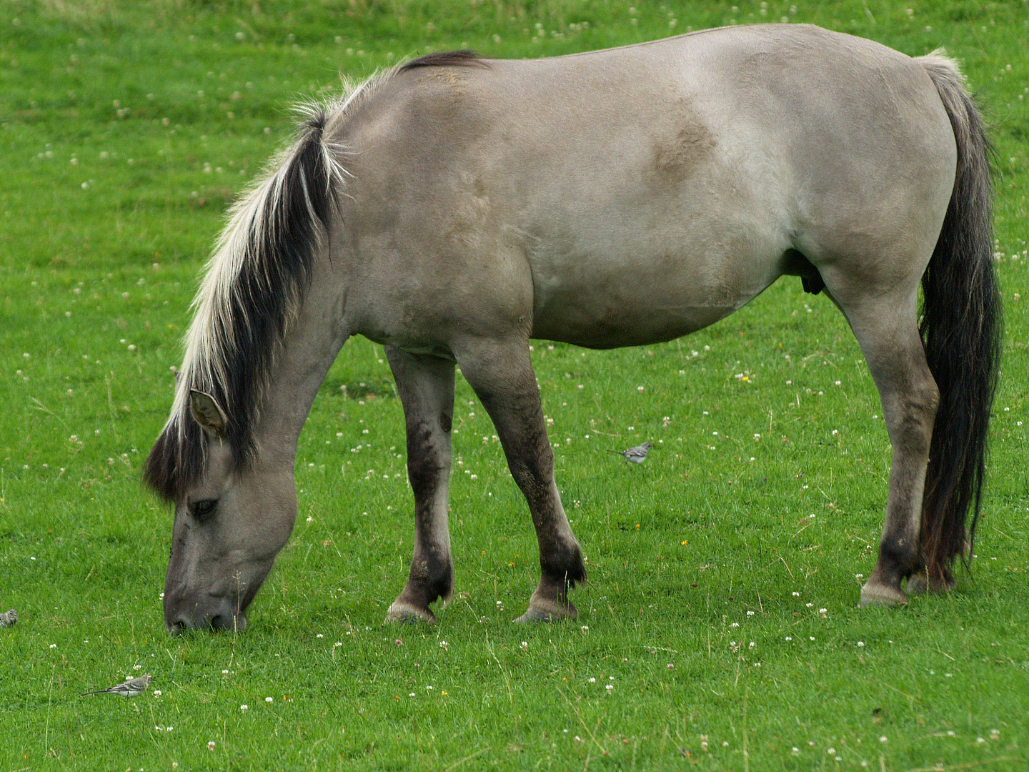 Heck horse (Equus ferus caballus), 2008-08-02