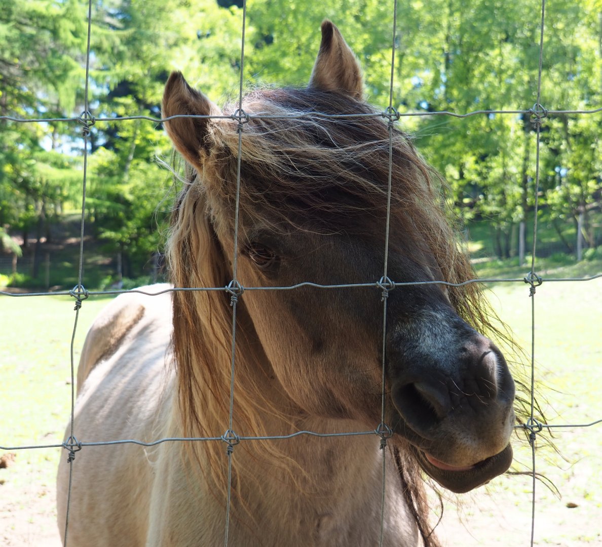 Heck horse (Equus ferus caballus), 2021-05-29