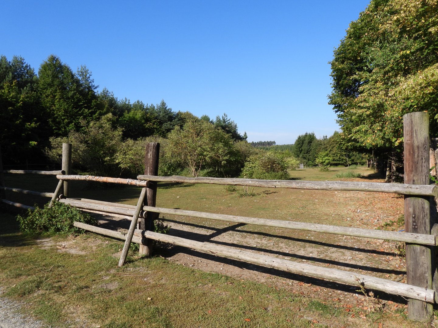 Heck horse exhibit - Naturpark Geras