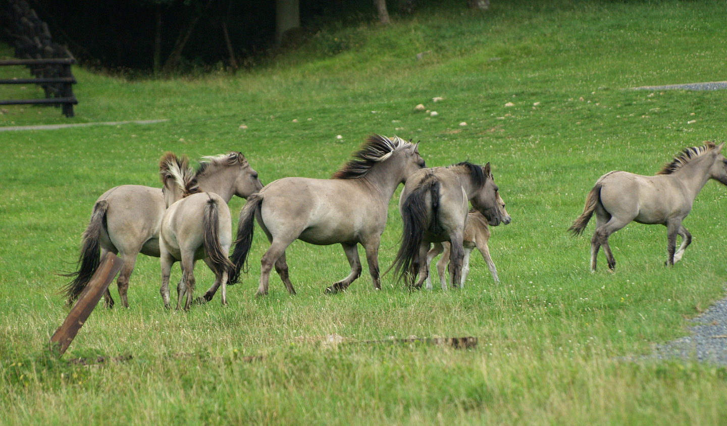 Heck horse herd (Equus ferus caballus), 2008-08-02