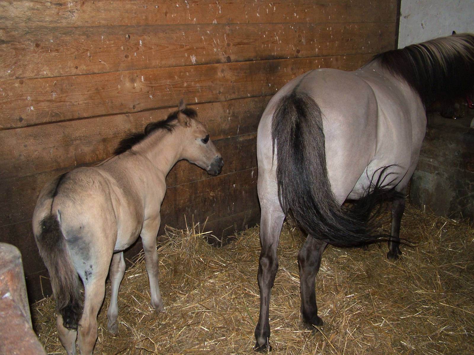 Heck Horse/Tarpan Foal at Chomutov, 30/08/12