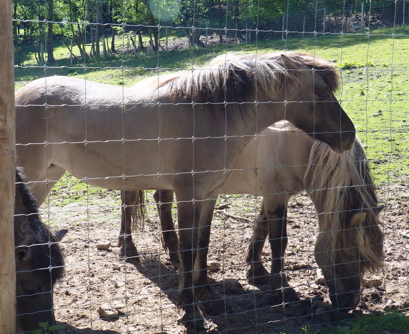 Heck horses (Equus ferus caballus), 2021-05-29