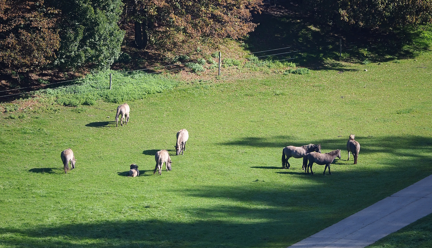 Heck horses (Equus ferus caballus), 2023-09-26