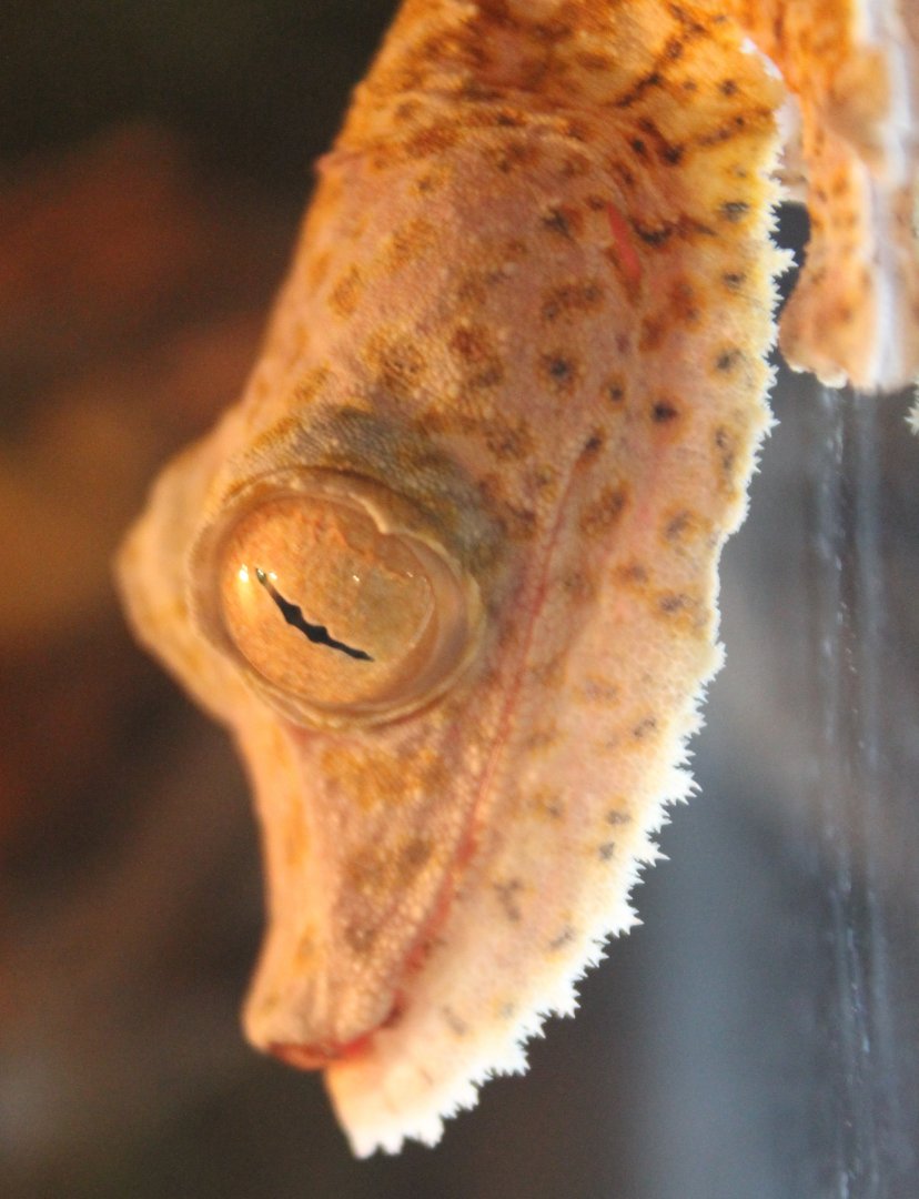 Hecke'ls leaf-tailed gecko