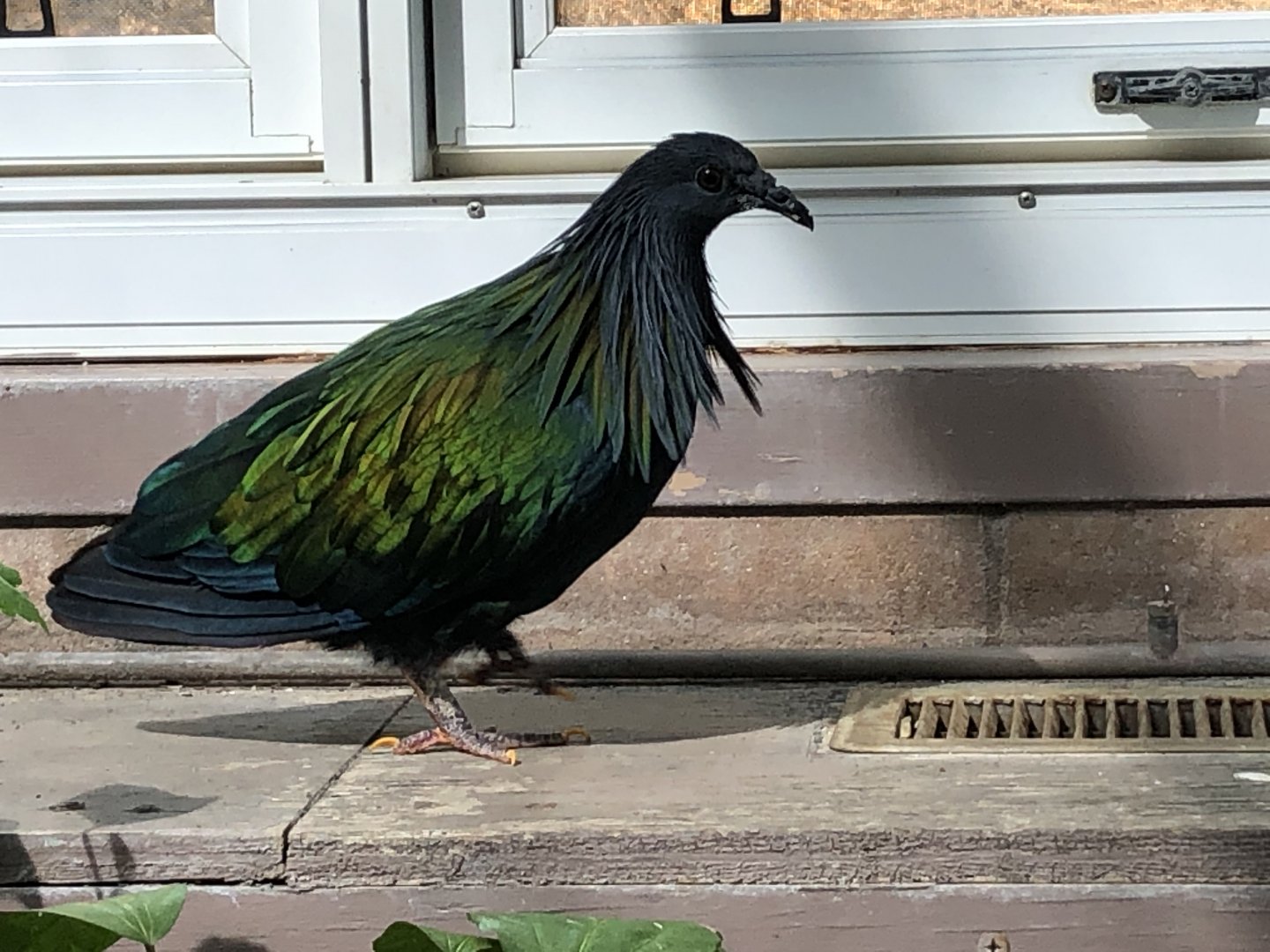Heckle the Nicobar pigeon