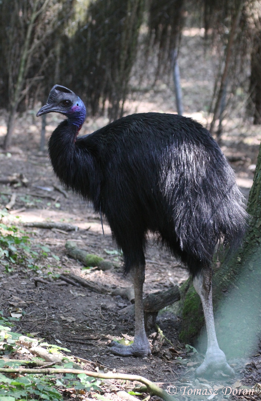 Heck's Cassowary (Casuarius bennetti hecki) June 2009