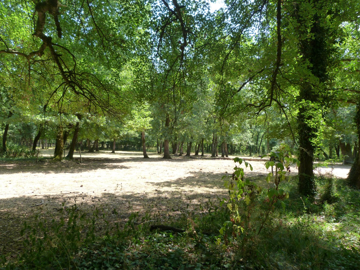 Heck's cattle exhibit -Zoodyssée (2025)