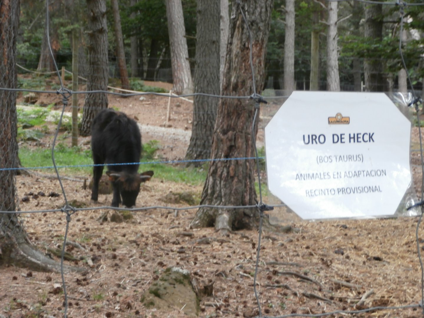 Heck's cattle- Lacuniacha