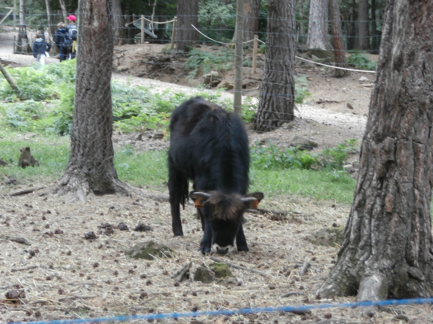 Heck's cattle- Lacuniacha