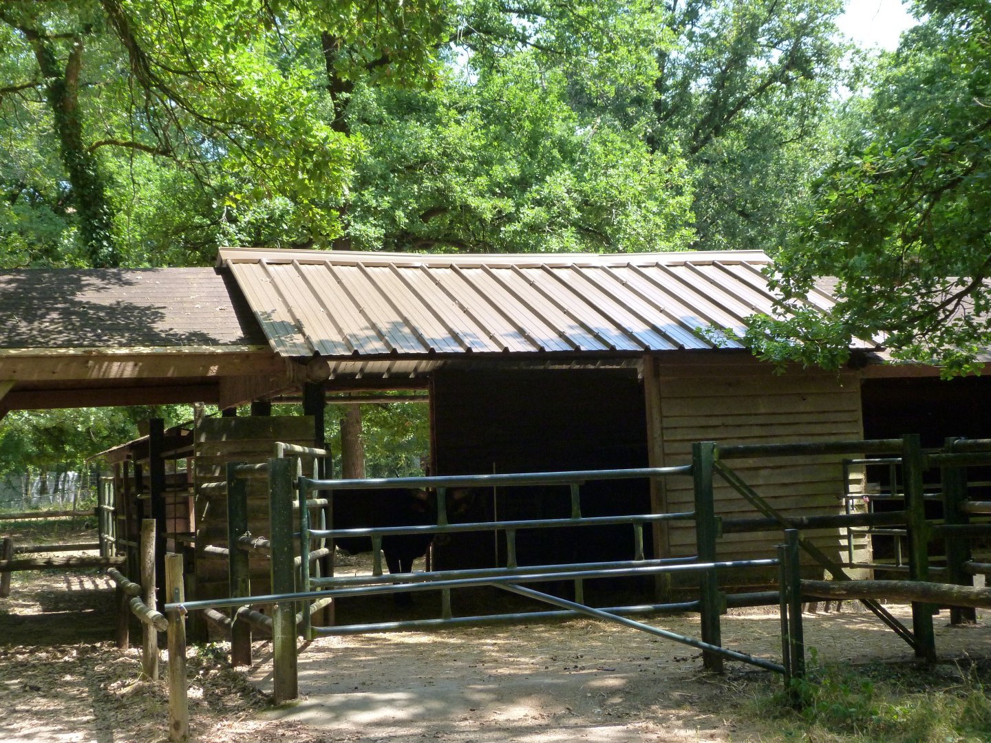 Heck's cattle stable -Zoodyssée (2025)