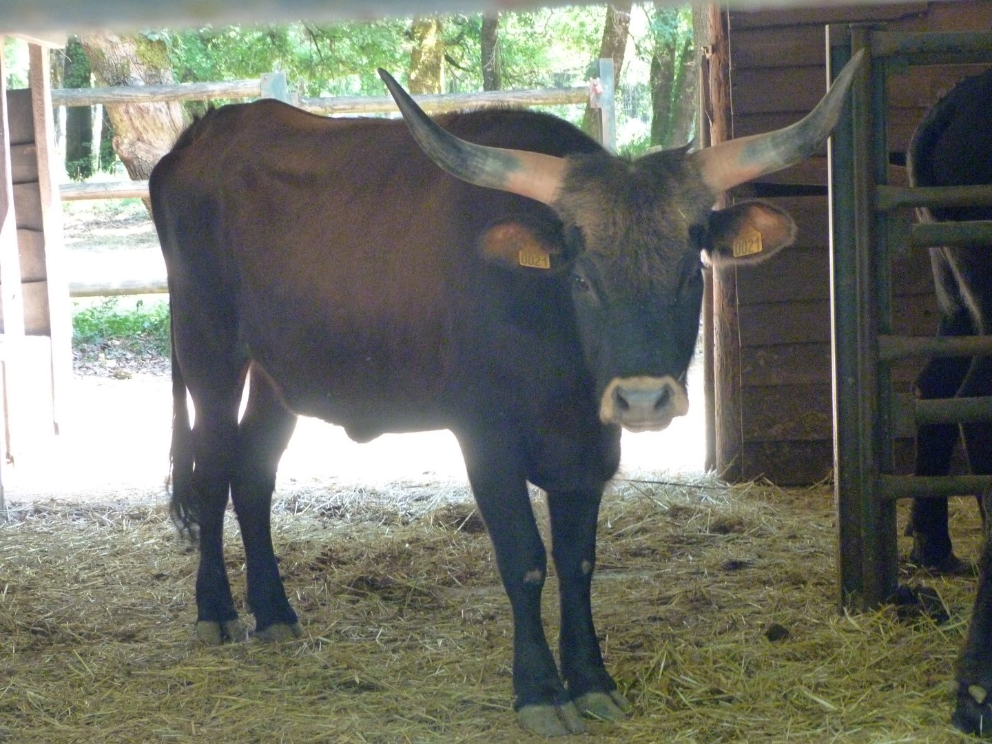 Heck's cattle -Zoodyssée (2025)