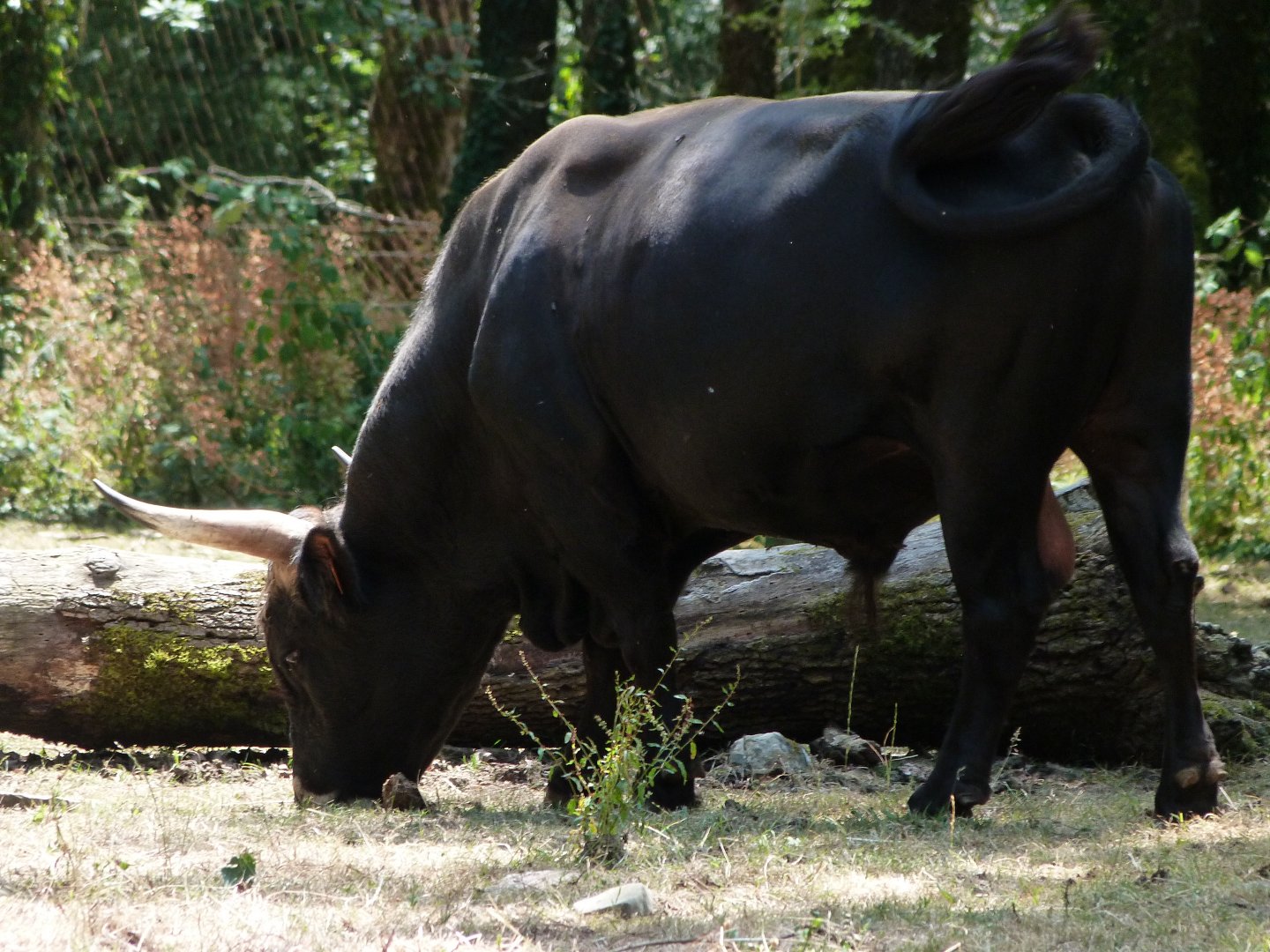 Heck's cattle -Zoodyssée (2025)