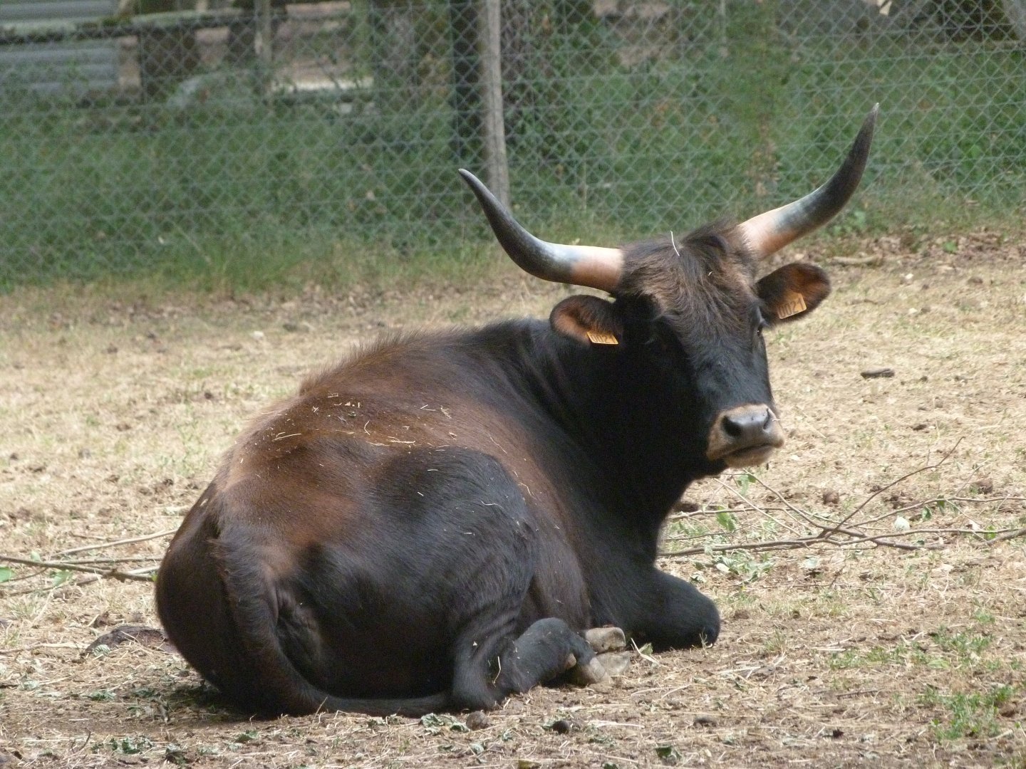 Heck's cattle -Zoodyssée (2025)