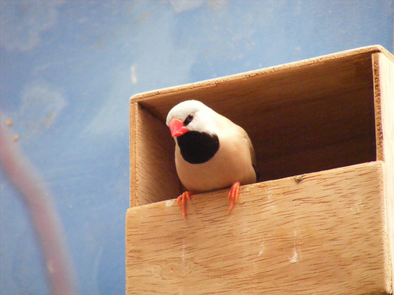 Heck's grassfinch at Birdworld, 20 June 2010