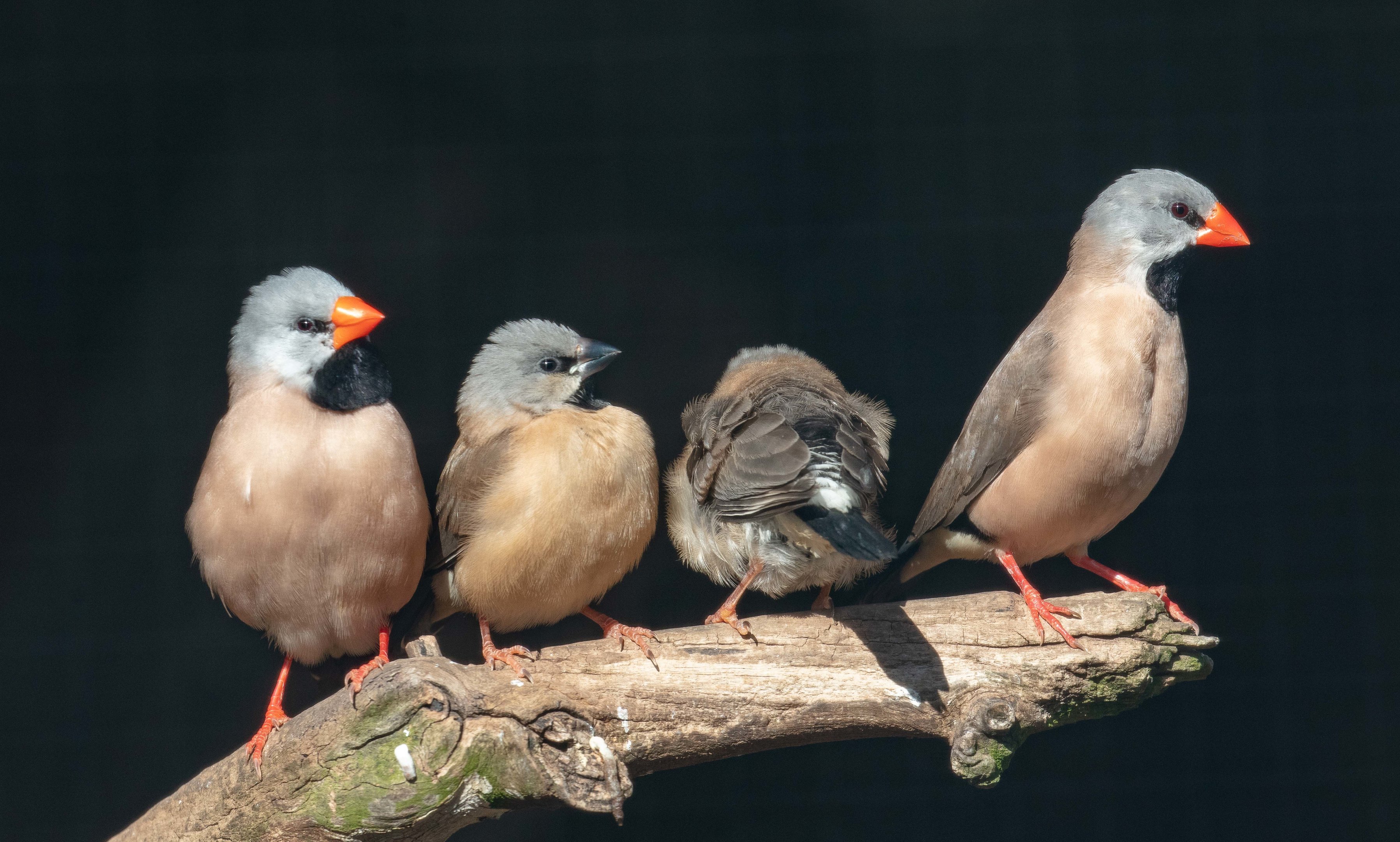 Heck's Long-tailed Finch family