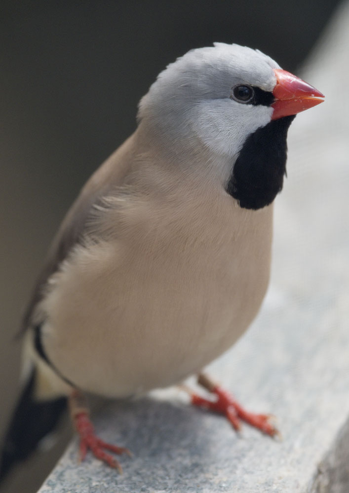 Heck's long-tailed grassfinch