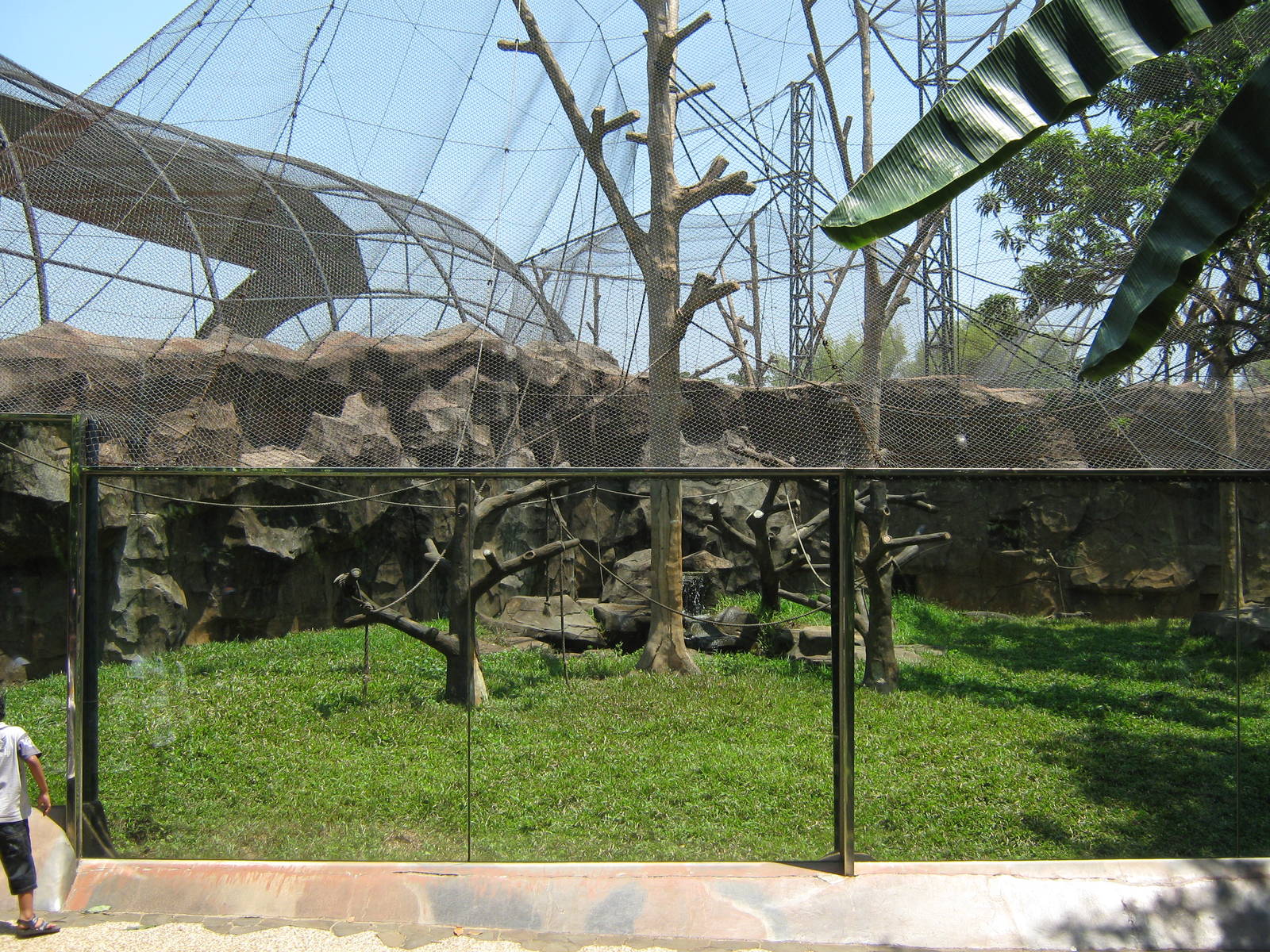 Heck's macaque enclosure, Schmutzer Primate Centre