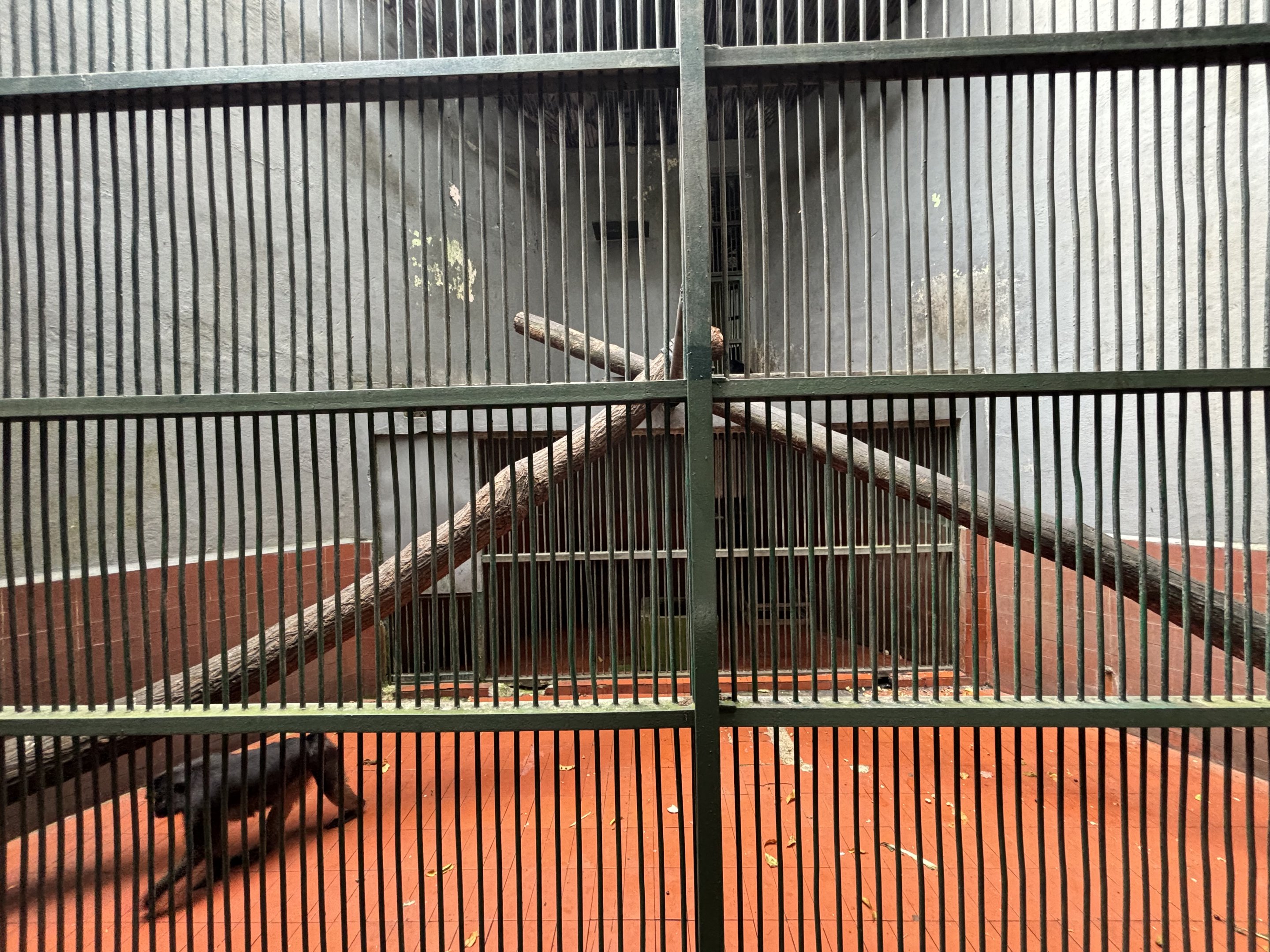 Heck’s Macaque Exhibit #1