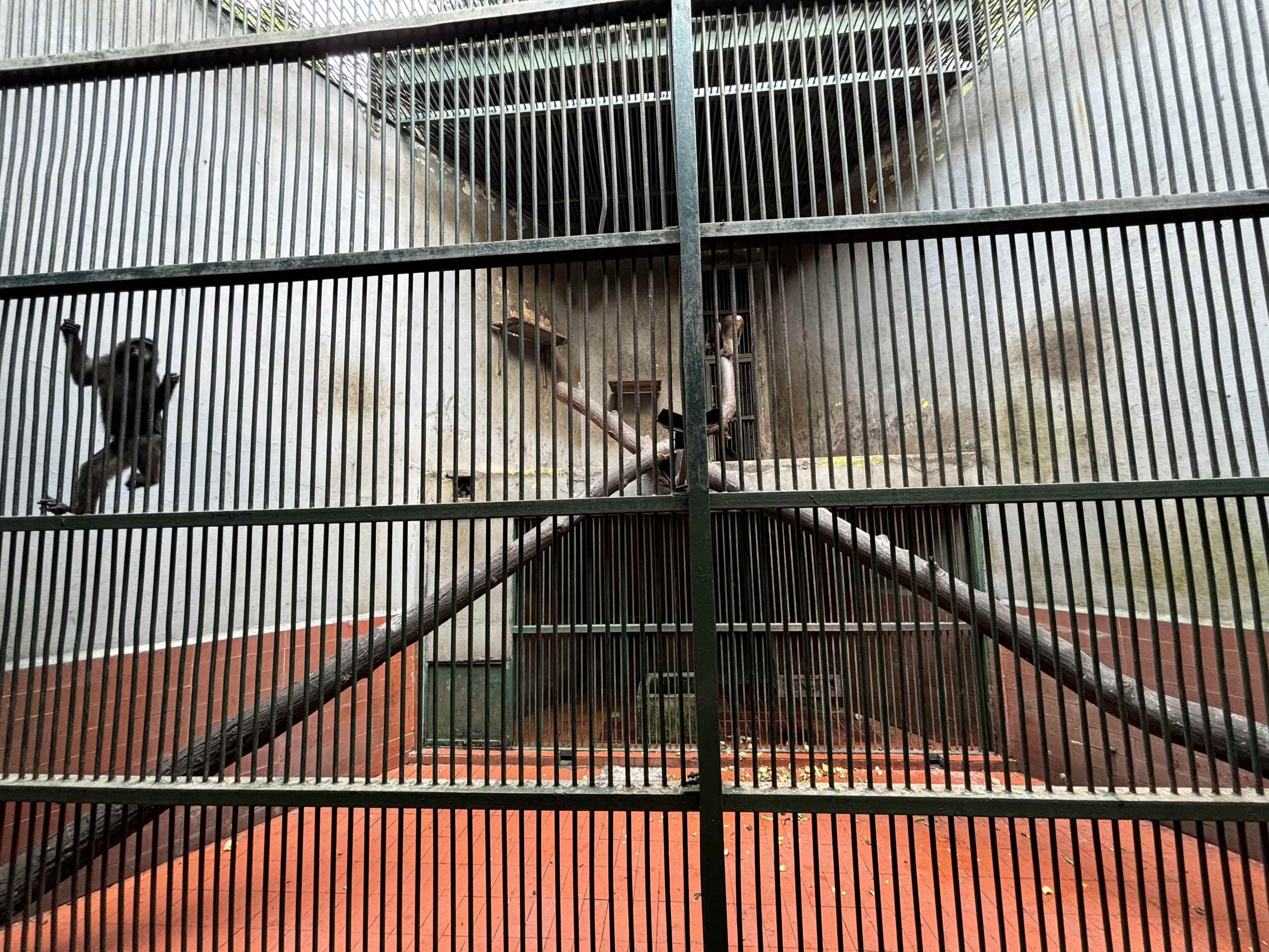 Heck’s Macaque Exhibit #2