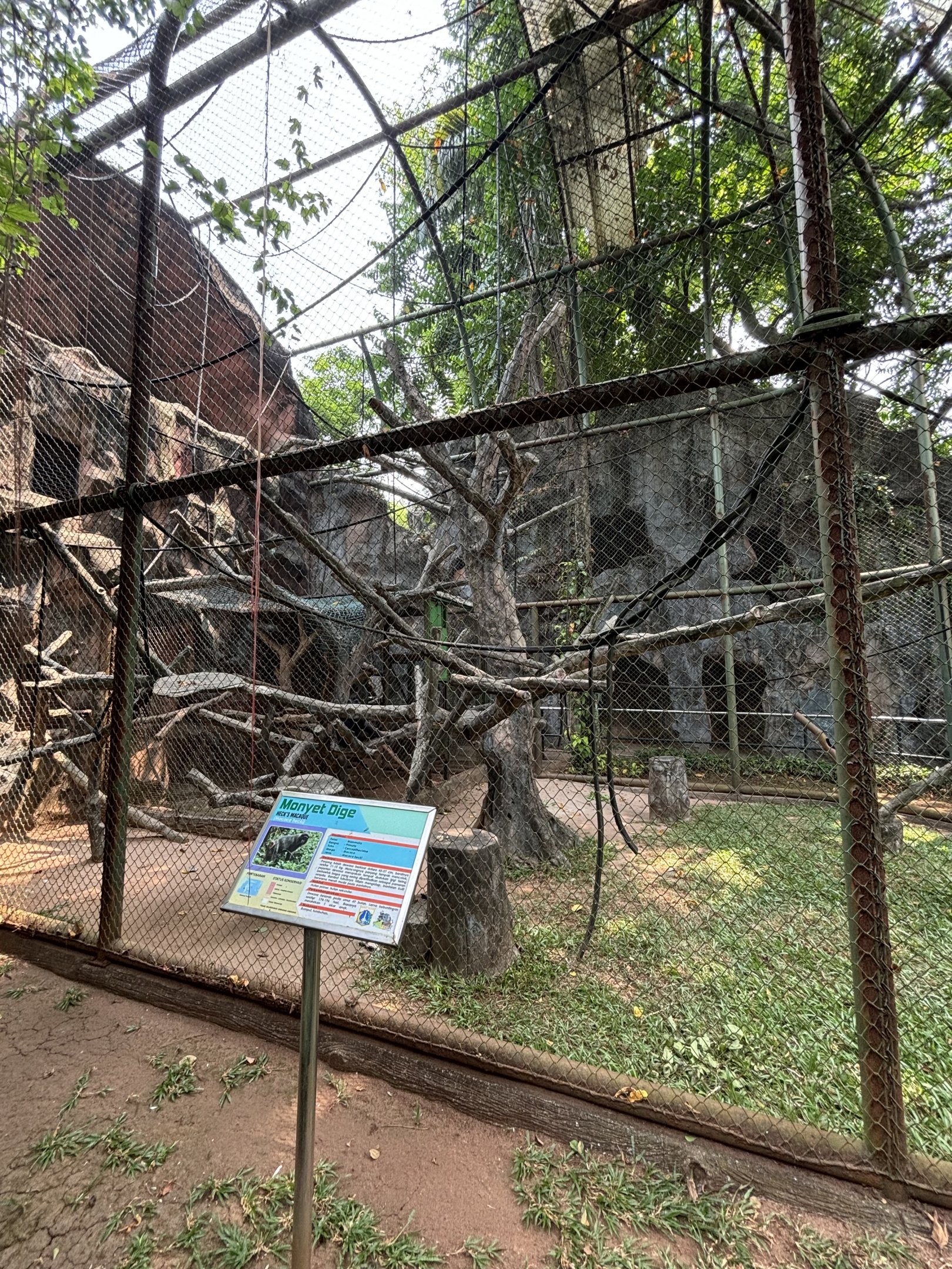 Heck’s Macaque Exhibit #3