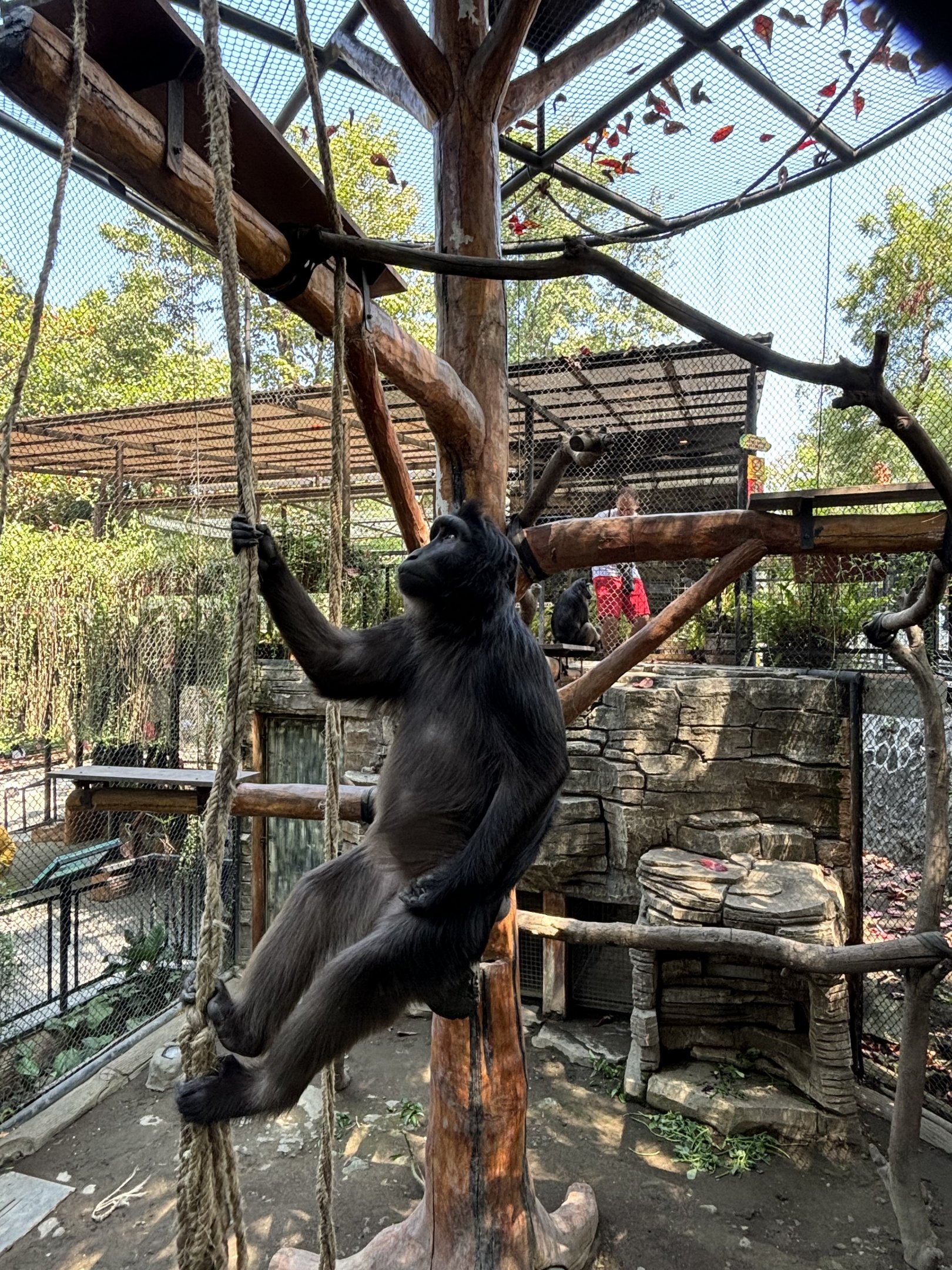Heck’s Macaque Exhibit