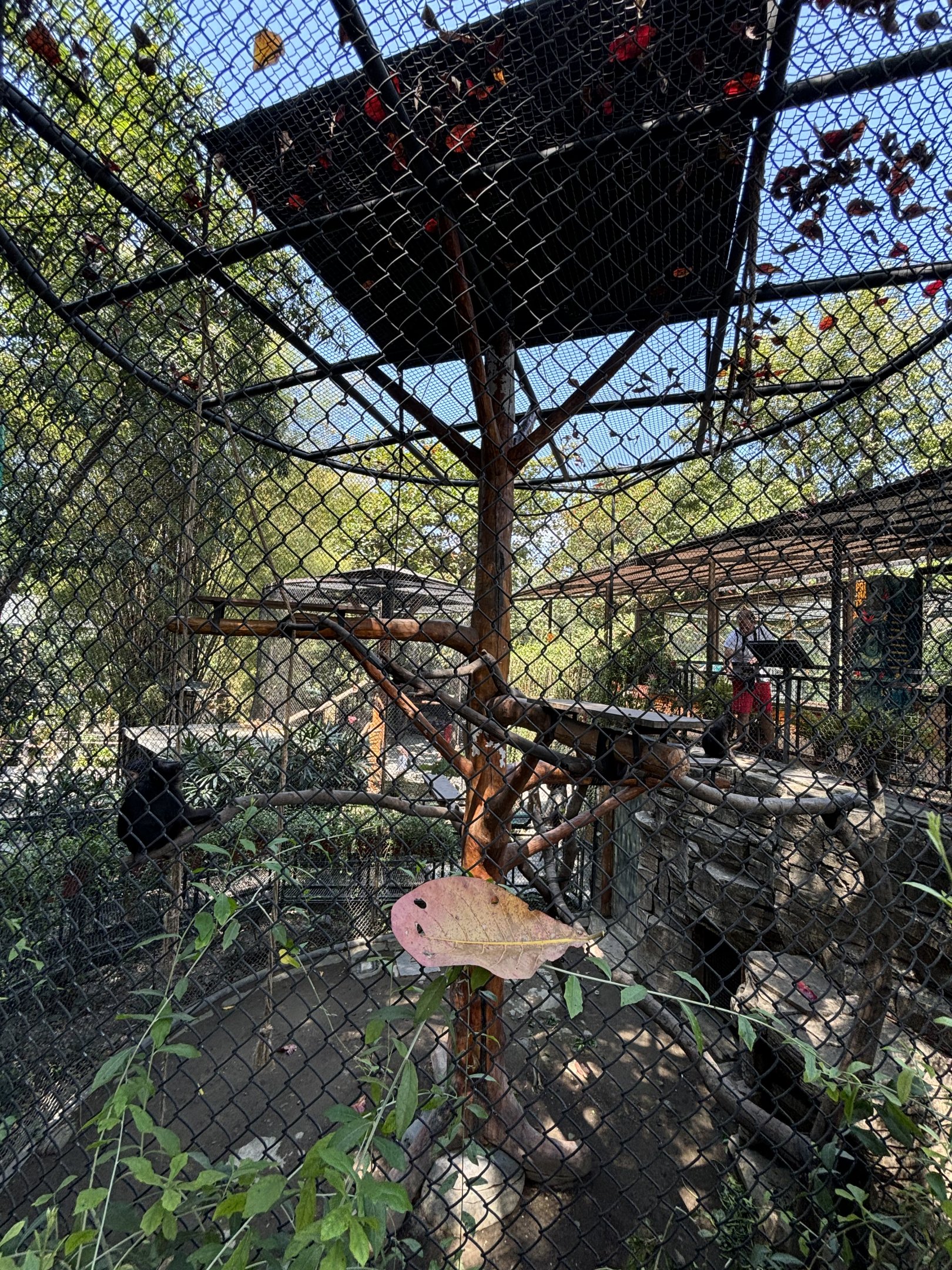 Heck’s Macaque Exhibit