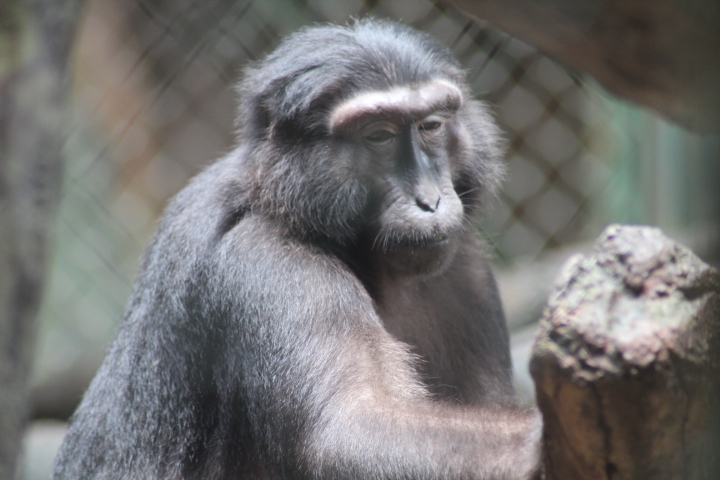 Heck's macaque (Macaca hecki)