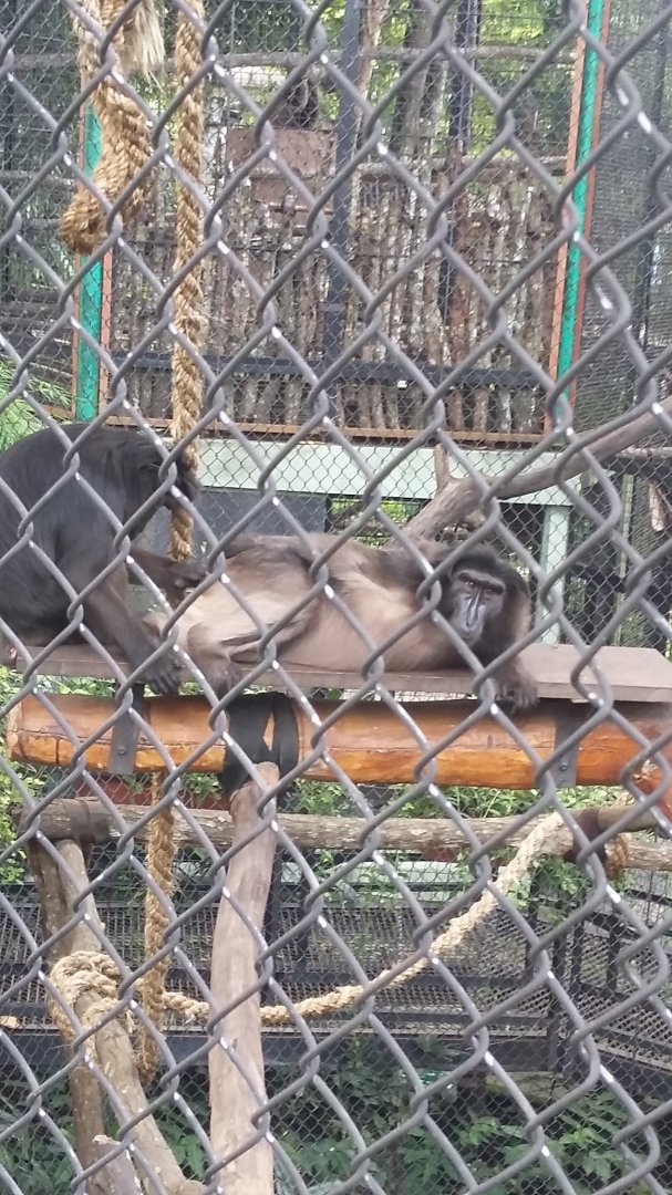 Heck's macaque (Macaca hecki)