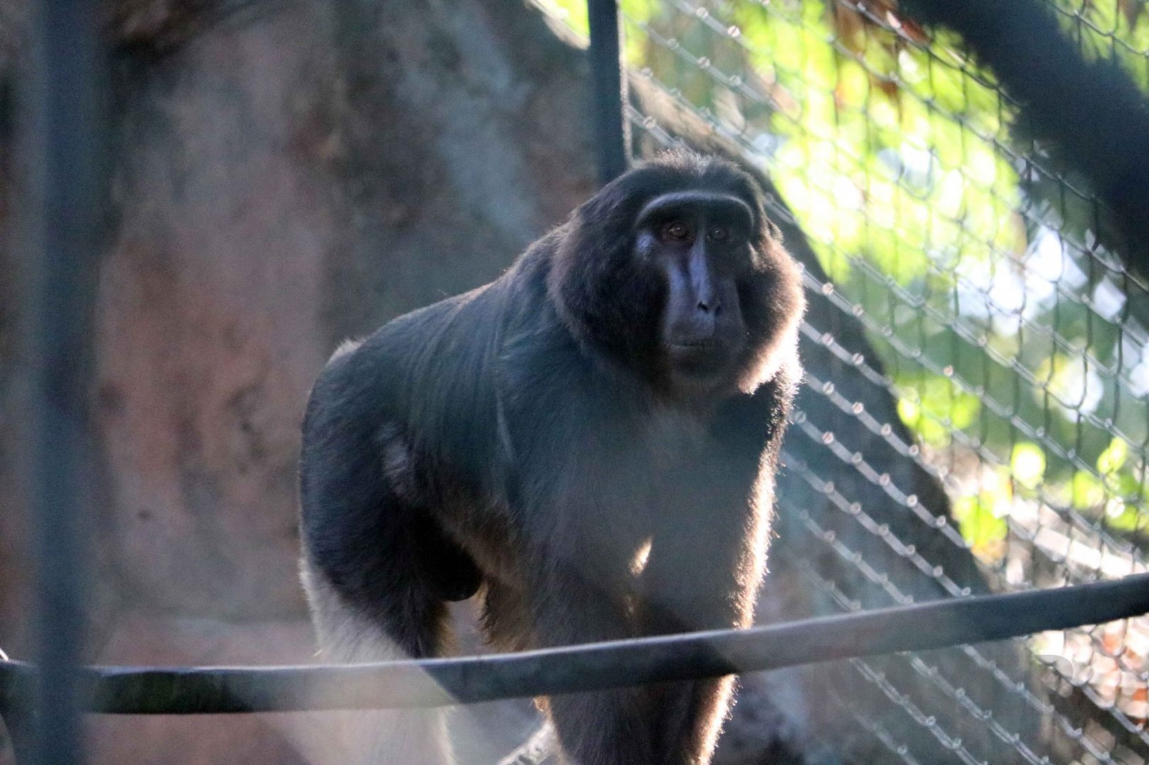 Heck's macaque, Schmutzer primate centre, June 2016