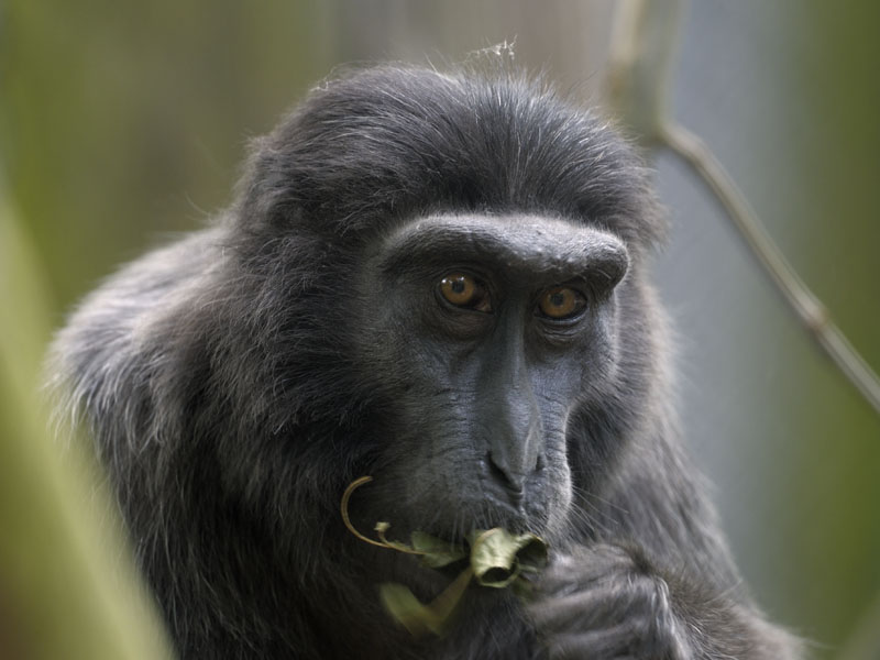 Hecks Macaque
