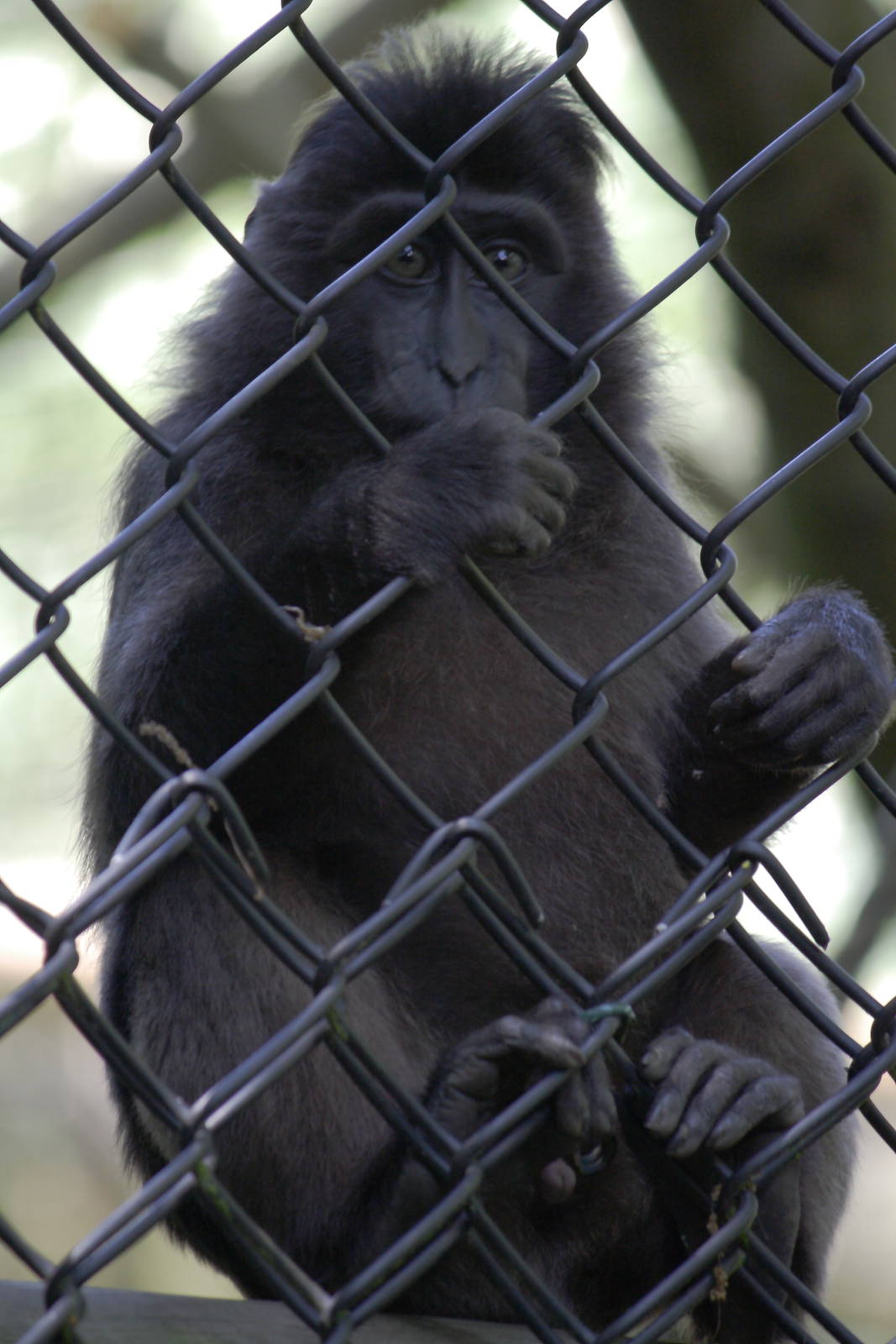 Heck's macaque