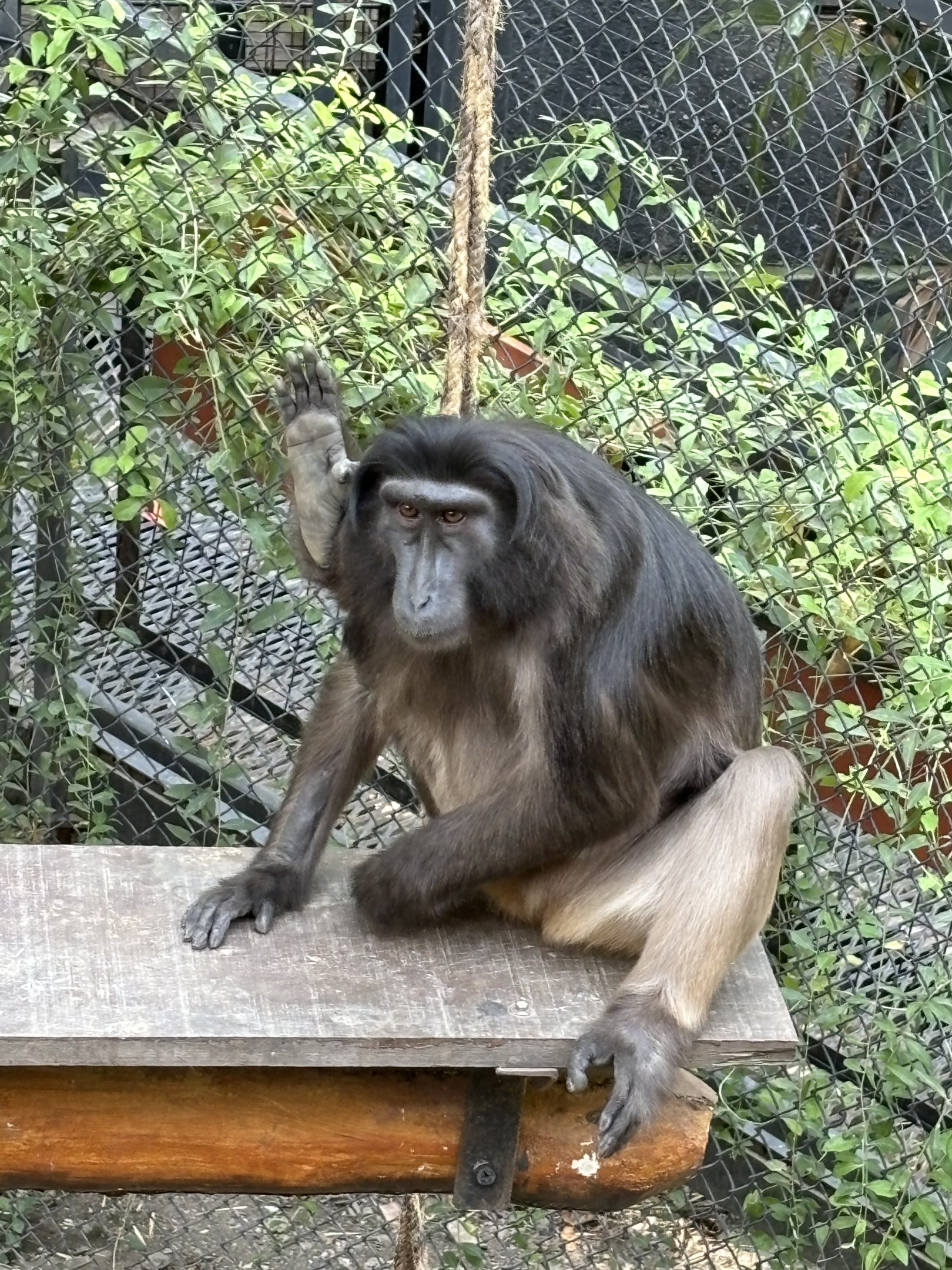 Heck’s Macaque