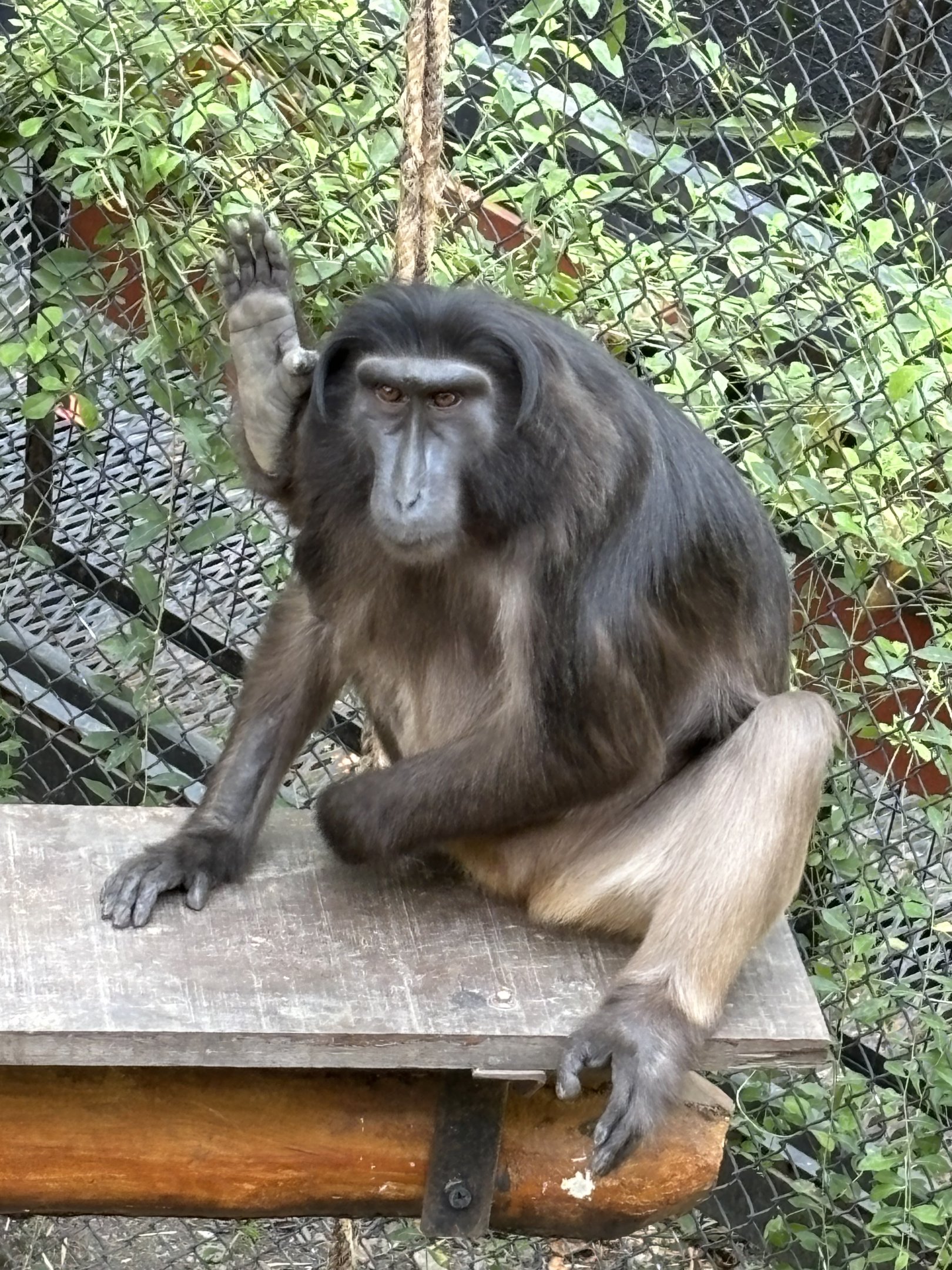 Heck’s Macaque