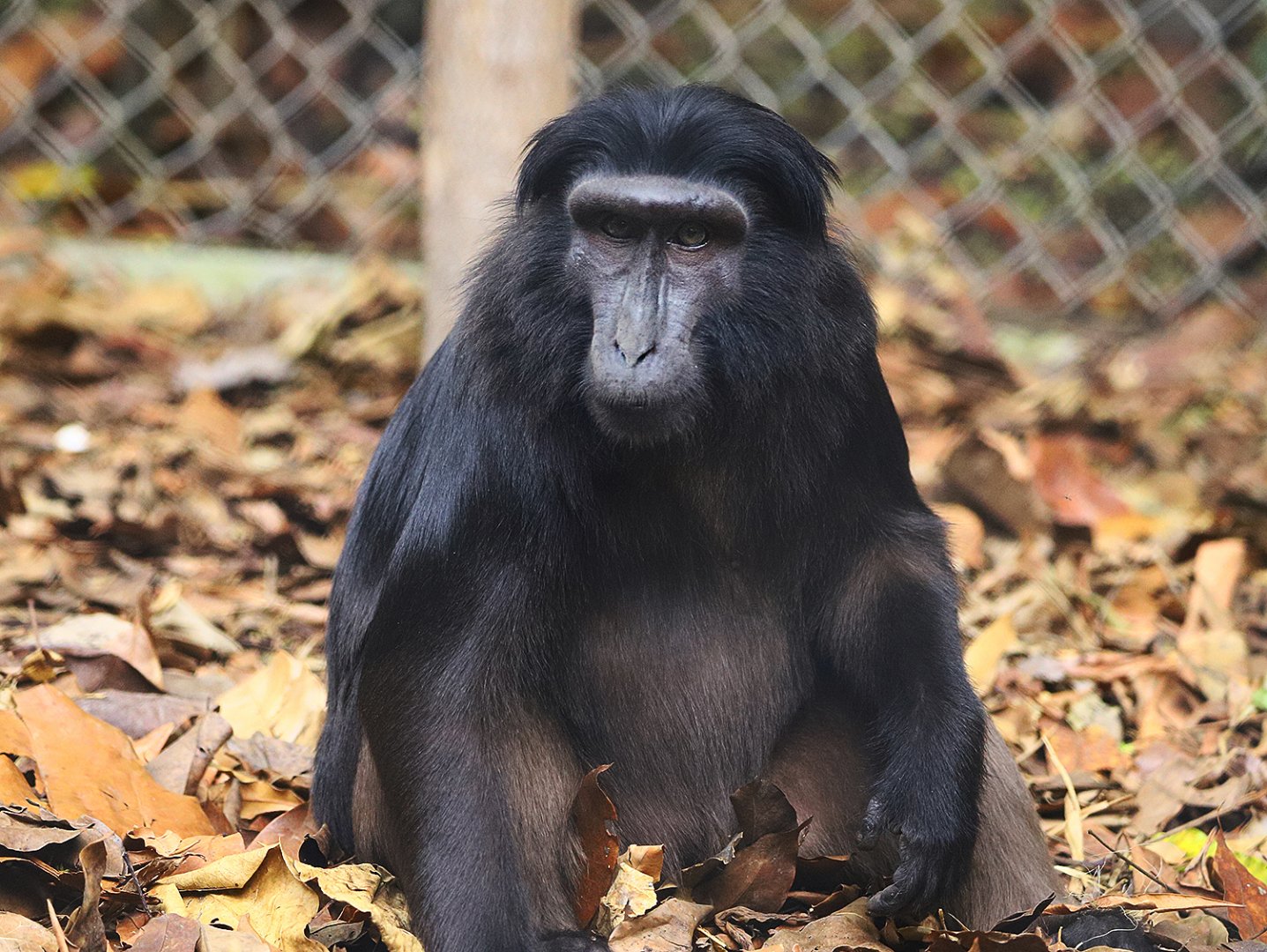 Heck's macaque
