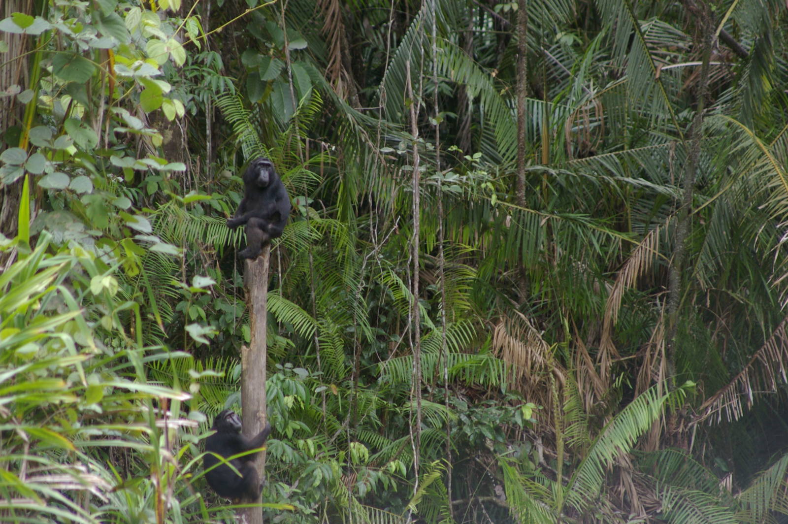 Heck's macaques (Macaca hecki) at Nantu Reserve, northern Sulawesi