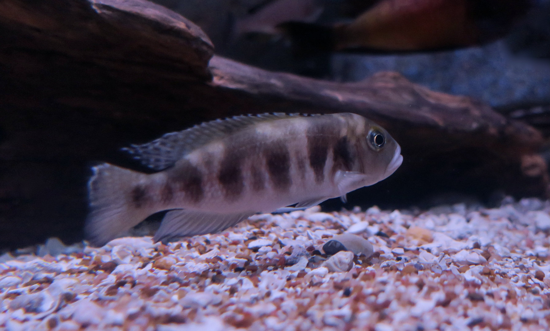 Hecqui Shell-Dweller (Neolamprologus hecqui)