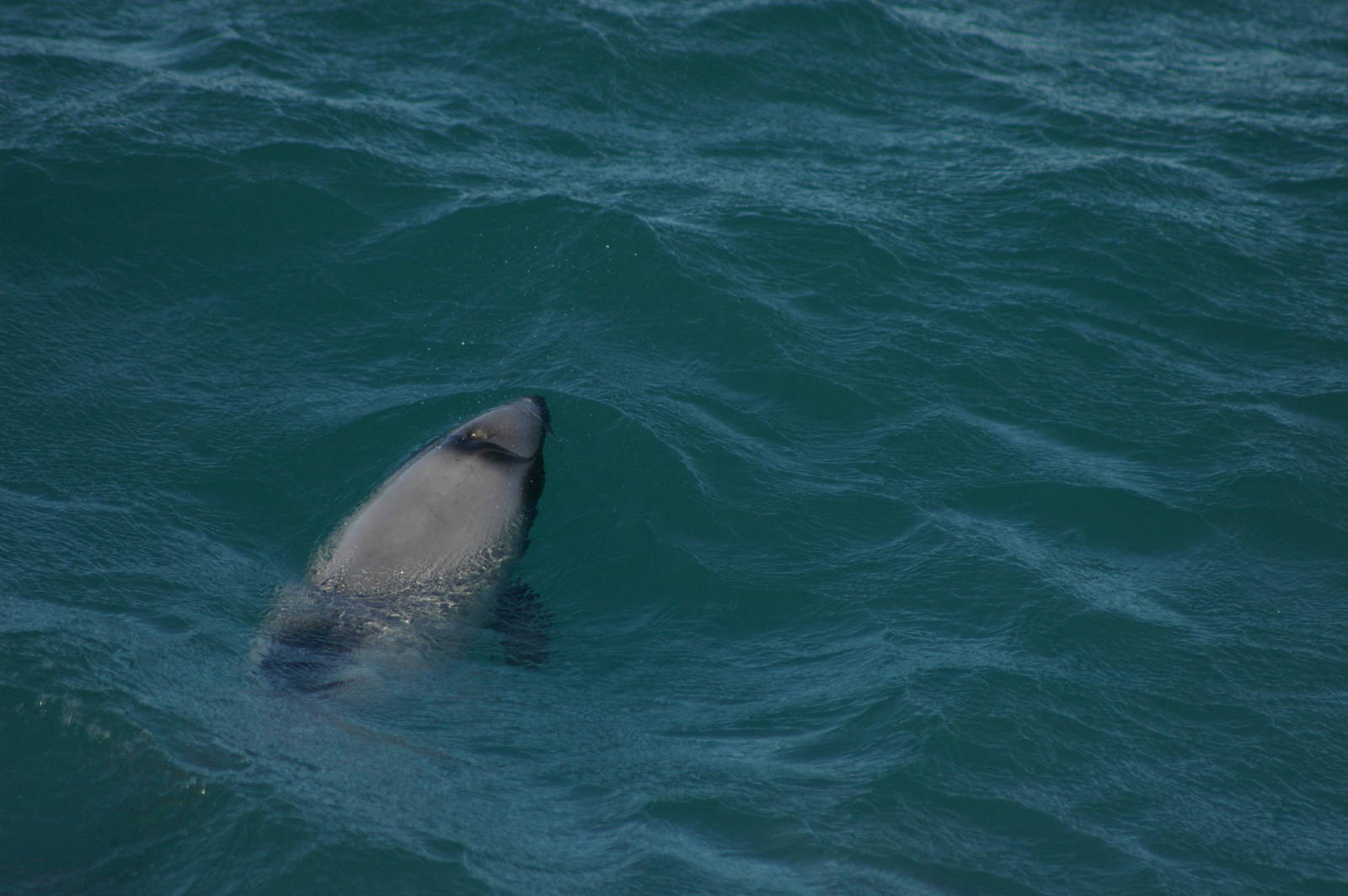 Hectors dolphin (Cephalorhynchus hectori)