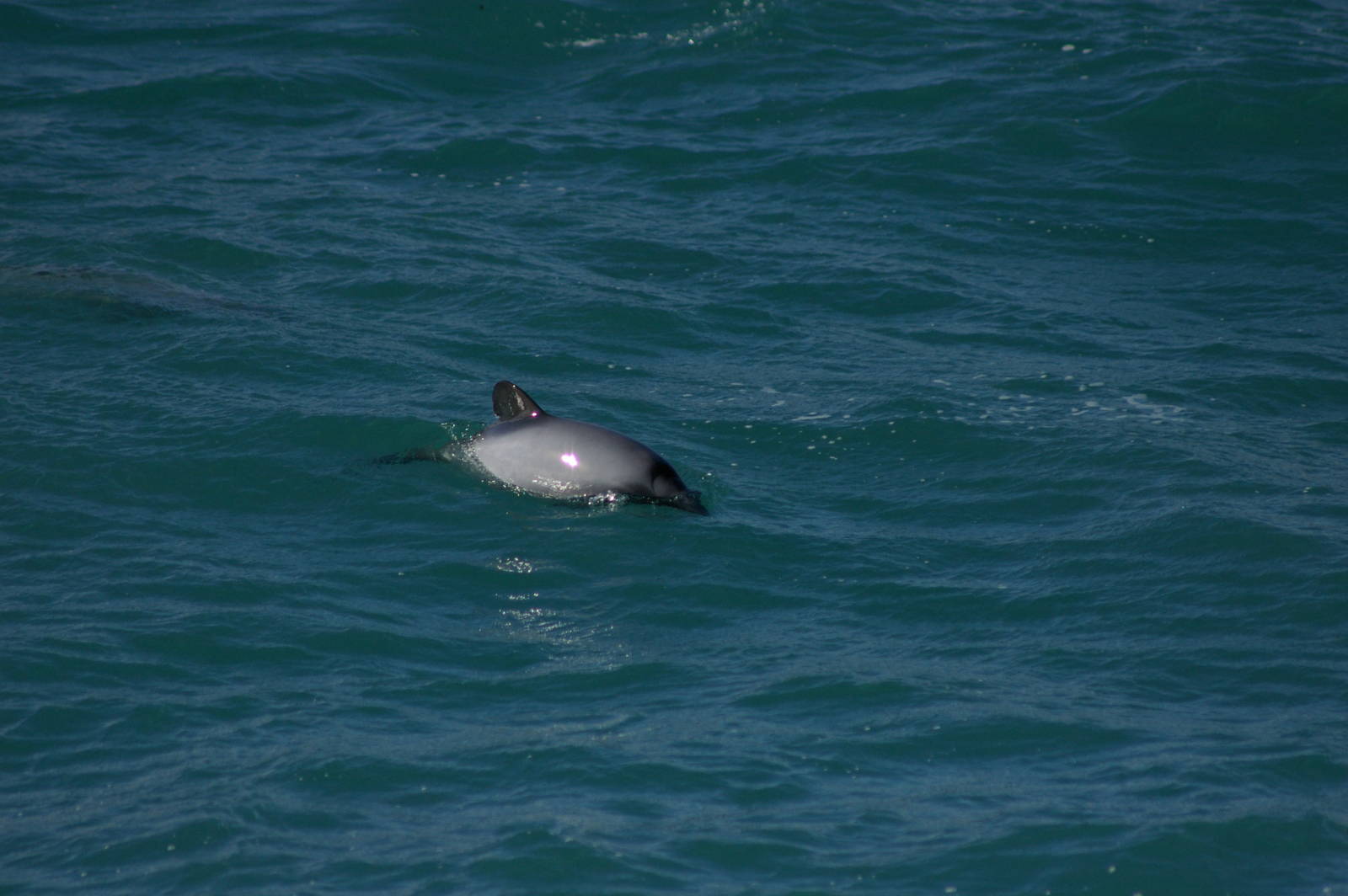 Hectors dolphin (Cephalorhynchus hectori)