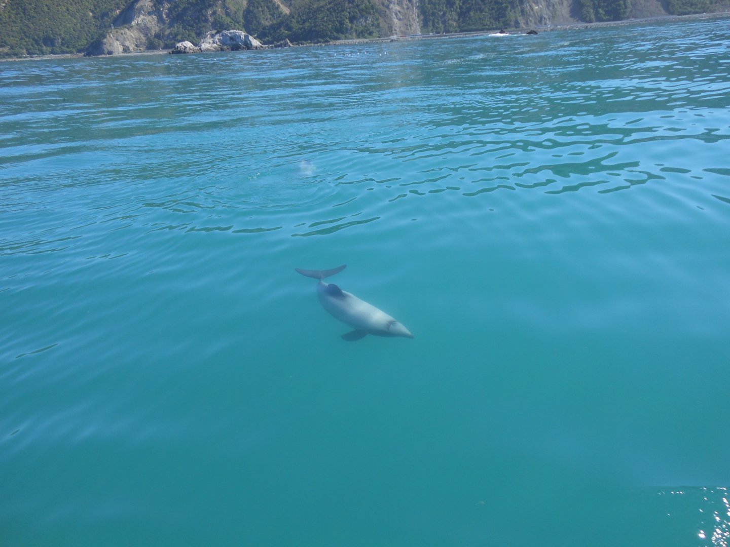Hector's Dolphin (Cephalorhynchus hectori)