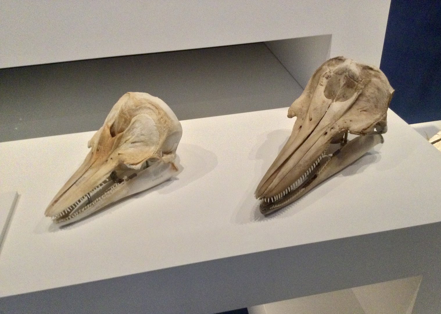 Hector’s dolphin (l), Dusky dolphin (r) skulls, Te Papa Museum
