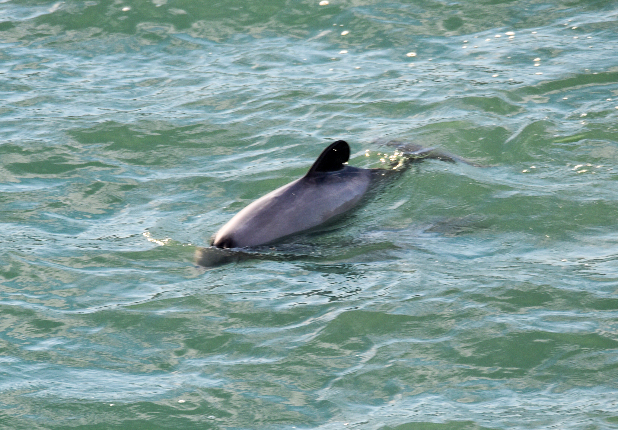 Hector's Dolphin