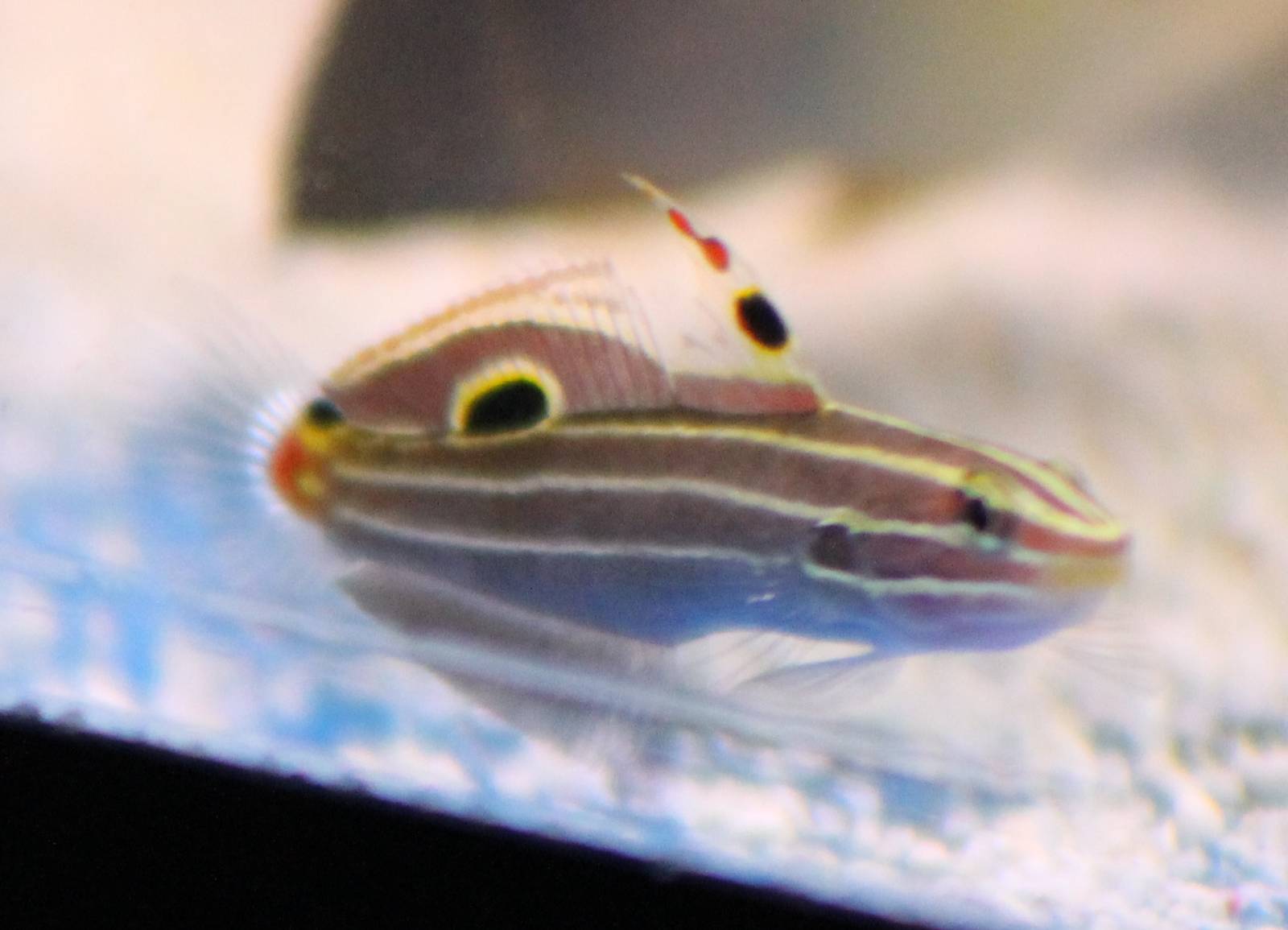 Hector's goby